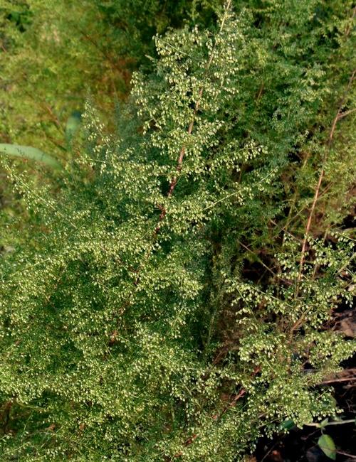 清热解毒医黄疸, 主要价值 编辑 药用 传统中药习称黄花蒿为"青蒿"