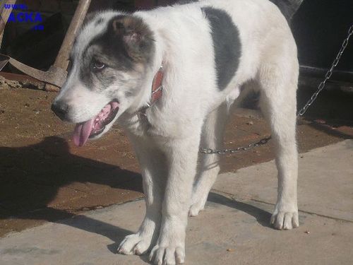 牧羊犬