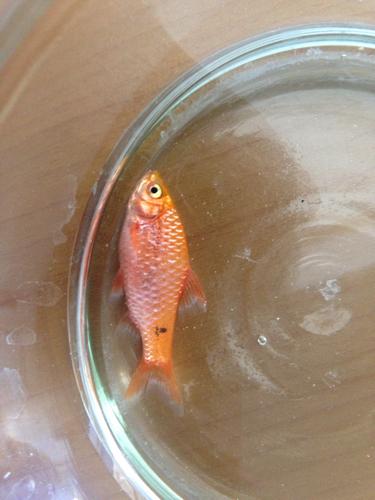 我的金鱼因难产而死,我想解剖它,怎么解剖?用什么专业