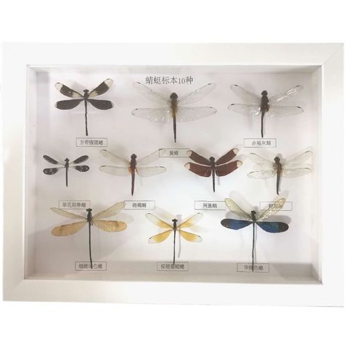 蜻蜓目昆虫标本10种 蜻蜓豆娘标本 蜻蜓标本框 收藏