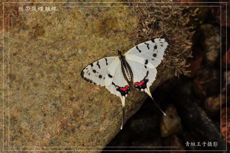 玉牙凤蝶就像是断了尾突的玉斑凤蝶,.