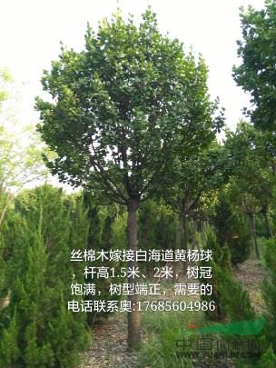 丝绵木嫁接北海道黄杨