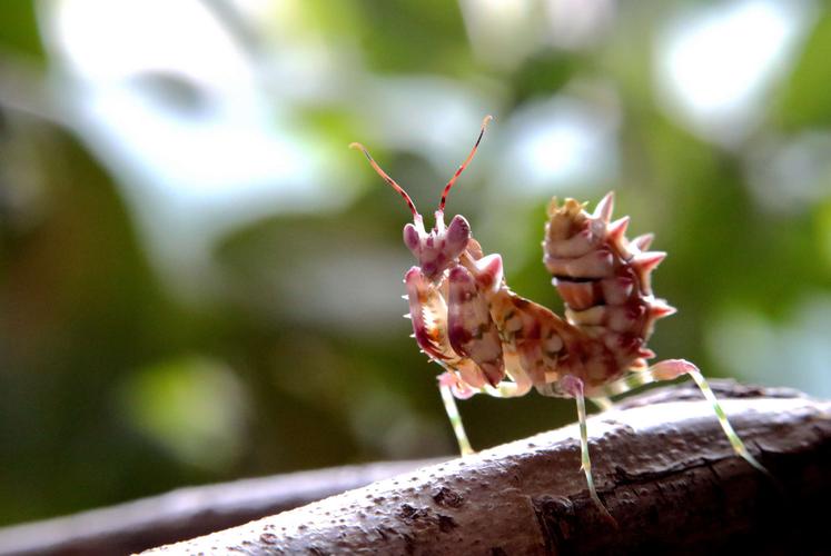 刺花螳螂产于非洲