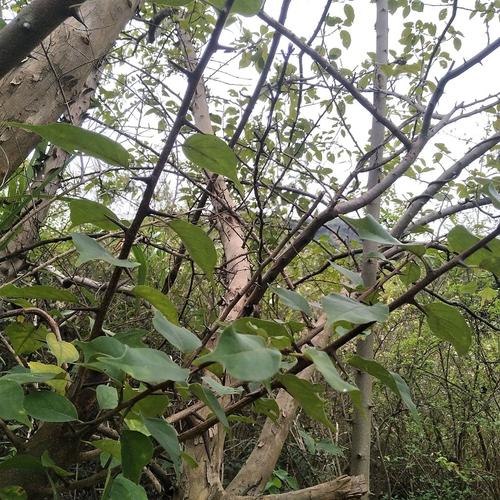 野生穿破石新鲜九层皮剥壳黄蛇金腰带根山荔枝根柘刺根500g中药材