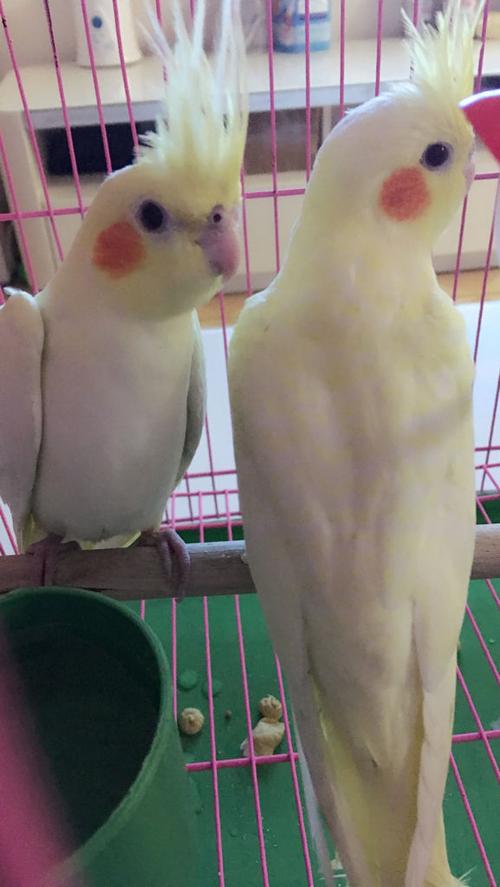 帮我看看我的玄凤鹦鹉年龄和公母