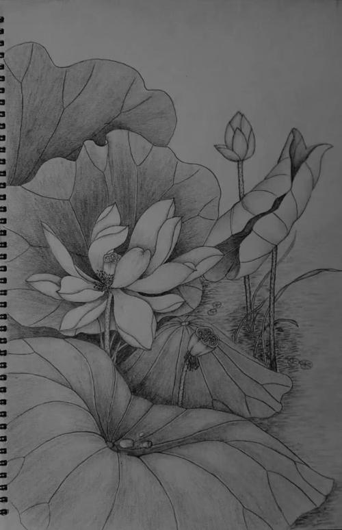 素描荷花