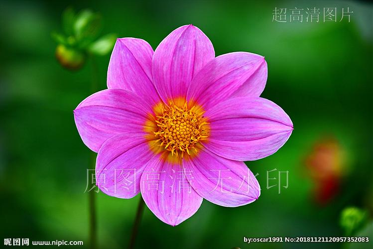 高清摄影鲜花绽放大波斯菊花图片