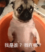 狗子系列:我是谁?我在哪?表情包
