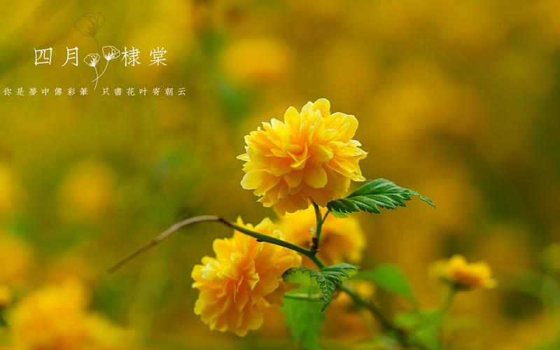 重瓣棣棠唯美植物花卉高清壁纸