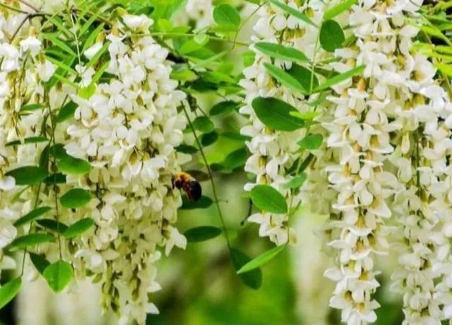 禹州张家庄槐花快开了约吗