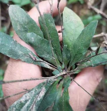 野生白花地胆头白背草白背仔