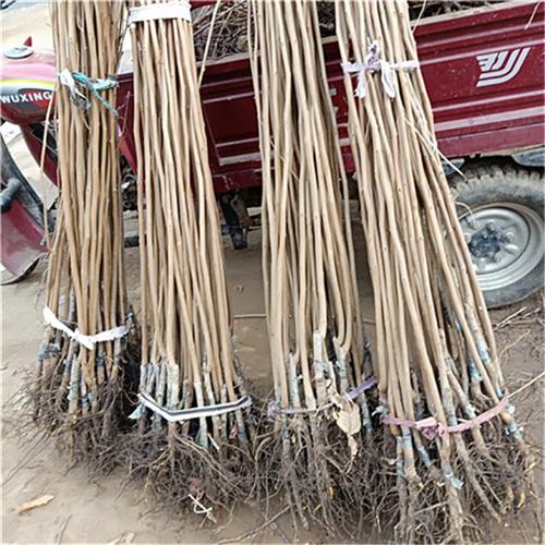 柿子树苗,今年富平尖柿子苗一支价格:咨询