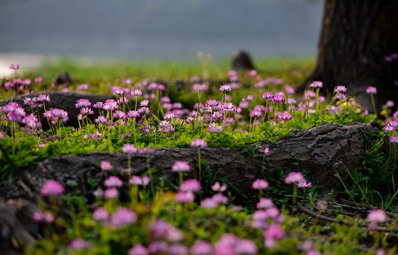 陌上花开紫云英