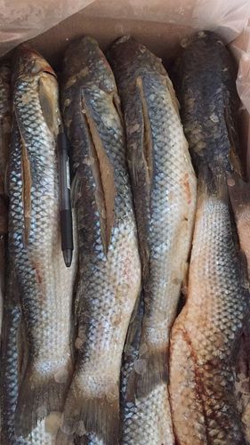 海梭鱼 优质野生咸梭鱼批发零售 量大优惠