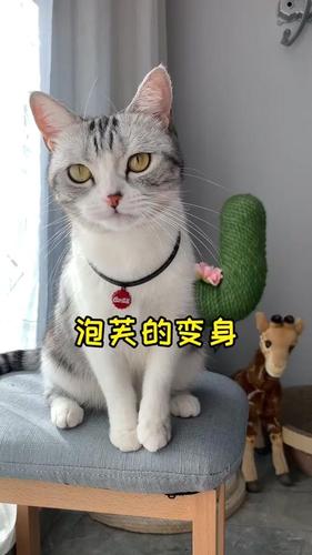 抖音挑战: vlog萌宠日常