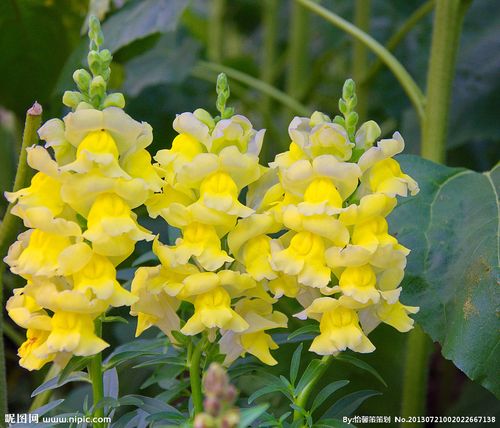 老奇人天线宝宝