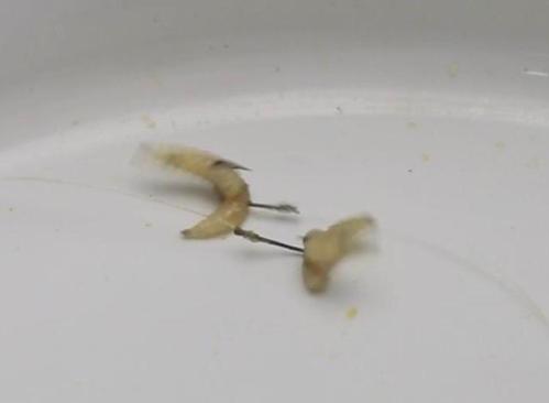 不锈钢红虫蛆饵挂钩夹 蚯蚓红虫夹 红虫夹 蝇蛆 沙蚕 活饵上钩器