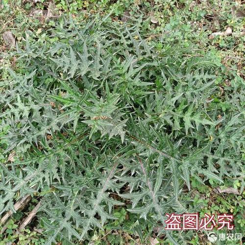 蓟种子 小蓟刺菜苦盆栽庭院盆栽刺菜中草药材极易发芽