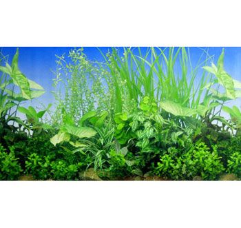 供应水族器材背景画蓝色水草-武汉自然水族用品有限公司