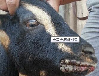 羊痘图片