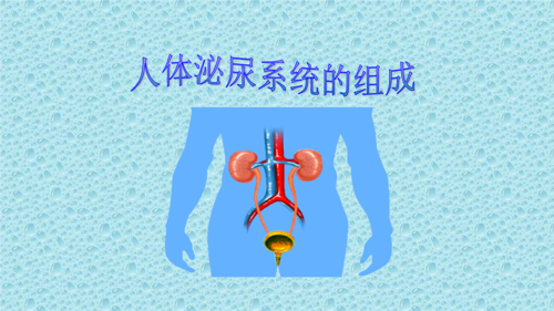 11.1泌尿系统的组成 (共11张ppt).ppt