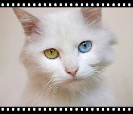 花1000块从宠物店买的波斯幼猫 这是真的吗?