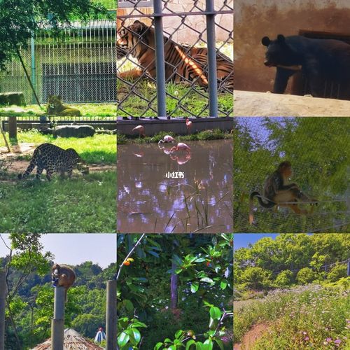 苏州动物园_动物园_旅行_苏州旅行_出行_人文风光展示