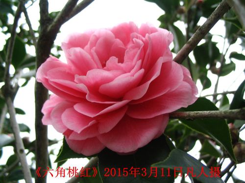 转载茶花六角桃红