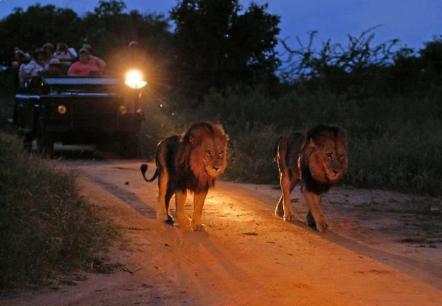 在众多safari方式中,最刺激的莫过于夜间游猎nightsafari.