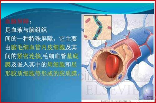 3.血脑屏障