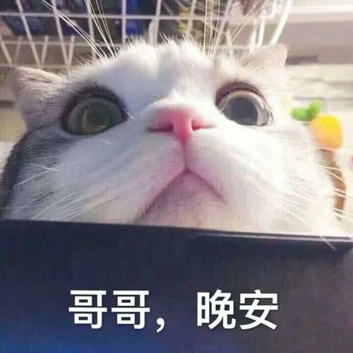 表情包 哥哥,晚安
