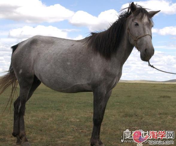 蒙古马是世界上耐力最好的马,它可以连续十天日行100千米