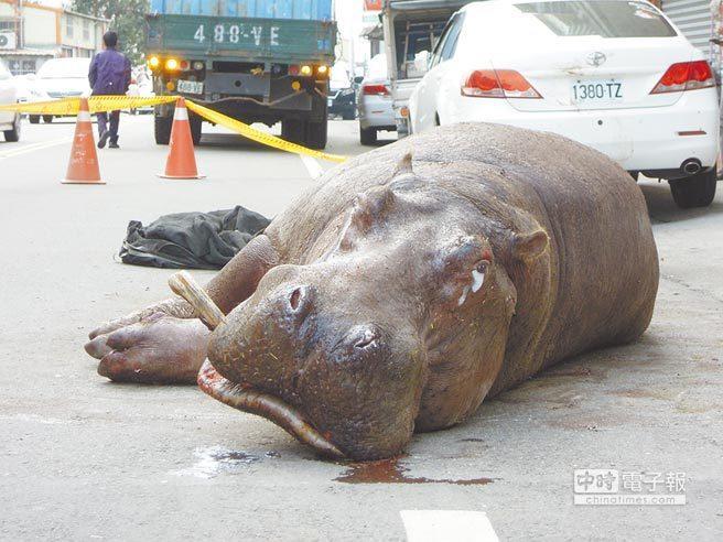 河马从货车跌落撞断獠牙太疼了瘫坐路边伤心流泪