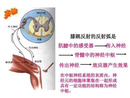 膝跳反射的反射弧是 肌腱中的感受器 传入神经 脊髓中的神经中枢 传出