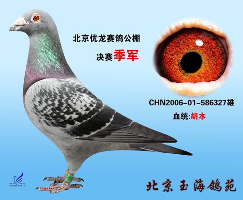 北京玉海鸽苑---优龙公棚决赛季军