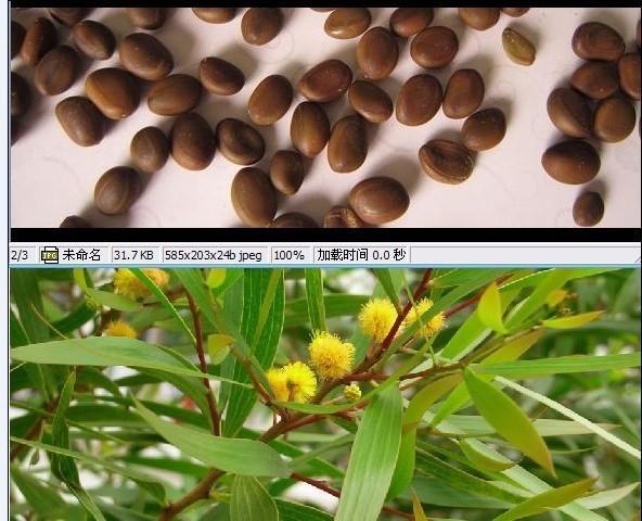 批发金合欢种子,台湾相思豆,合欢种子,合欢等观花乔木