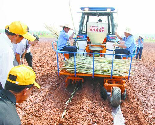 甘蔗种植机试验成功图那个钦州人自助制造甘蔗收割机最后怎么样了