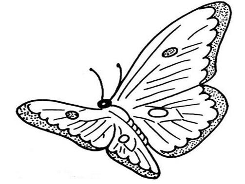 蝴蝶简笔画大全