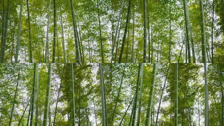 4k春天竹林风吹摇曳唯美高清实拍