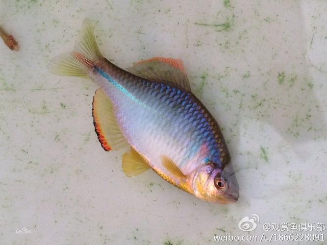 鳑鲏