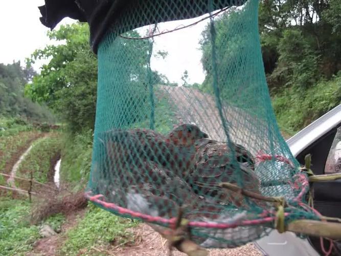 常被人用公鸡叫声诱捕,市场上曾卖120一只,现在没人敢