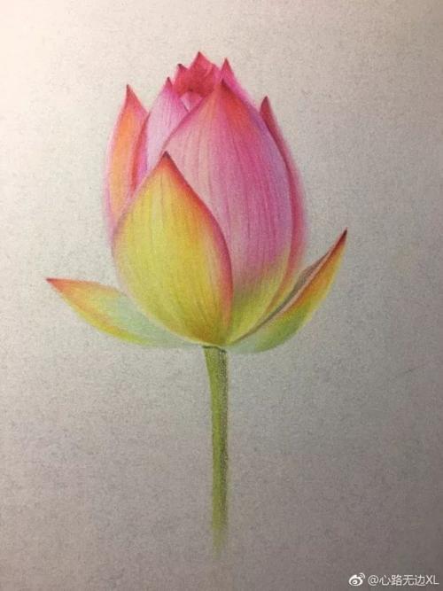 简单画荷花苞.彩铅手绘过程