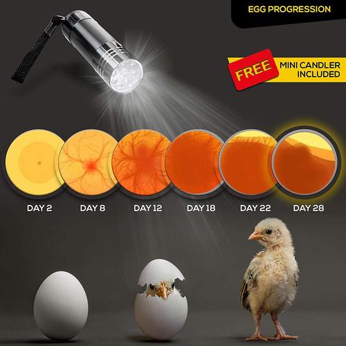 养鸡观察日记---云养鸡企划---孵化篇