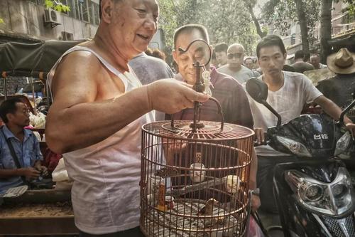 那一排排并列挂着的鸟笼子 绝对是北京老大爷的最爱 溜溜弯,逗逗鸟