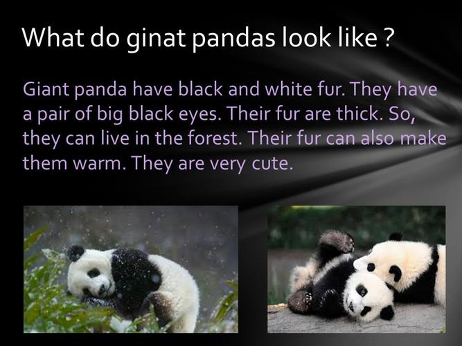 endangered animal giant panda