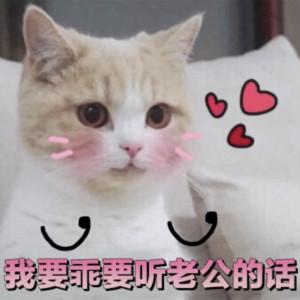 抖音老公永远都是对的表情包