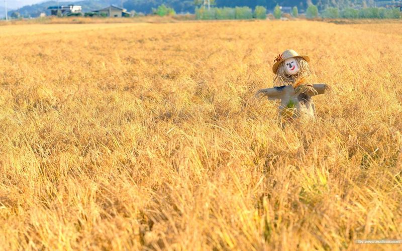 【报名】扎个稻草人!制造属于你家的童年回忆