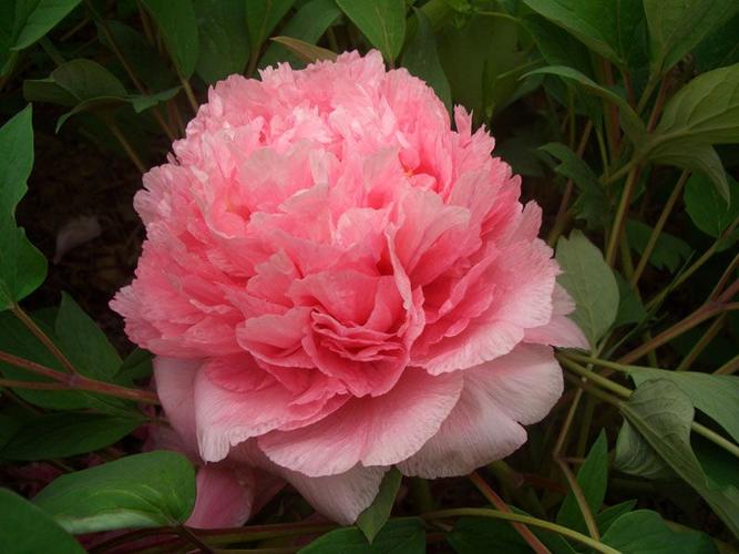 西瓜瓤_牡丹籽油,牡丹蕊茶,牡丹,芍药,鲜切花,绿化—.