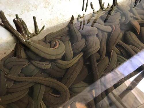 蚂蟥居然这么值钱 有中山人把吸血虫变成了吸金器