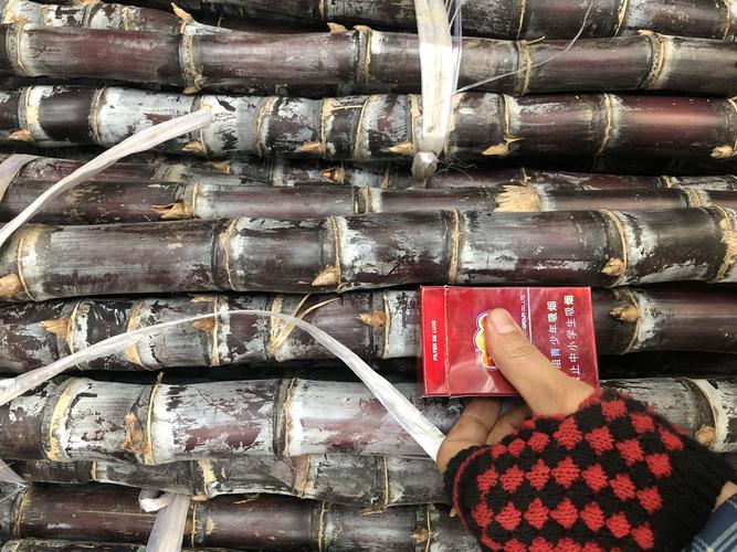 供应大厅  水果 甘蔗 商品属性 品种名:青皮甘蔗 品种名:青皮甘蔗